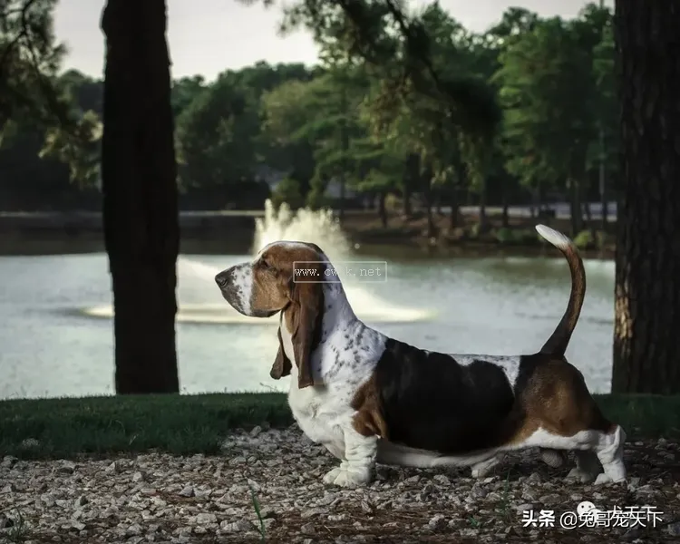 點指名犬——迷人的“大耳朵”，巴塞特獵犬