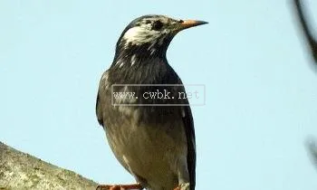 灰椋鳥飼養方法