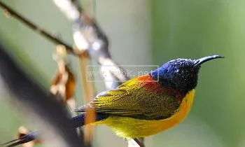 綠喉太陽鳥飼養方法