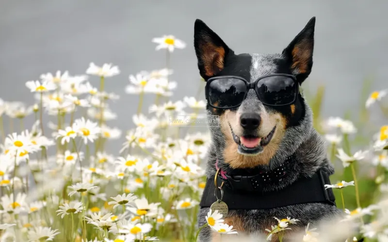 天生的護牛犬——澳大利亞牧牛犬