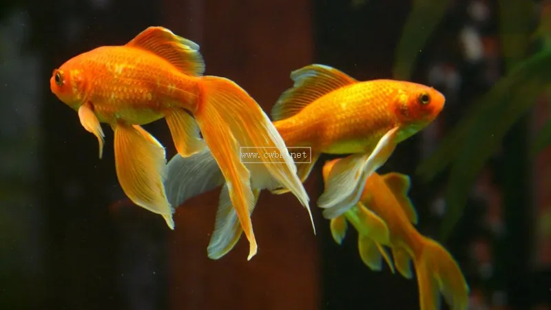 常見觀賞魚 - 十種適合淡水飼養的觀賞魚