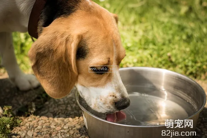 狗狗能喝酒么？寵物狗喝酒的危害的特征，優缺點和飼養方法注意