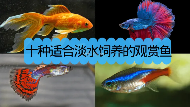 常見觀賞魚 - 十種適合淡水飼養的觀賞魚