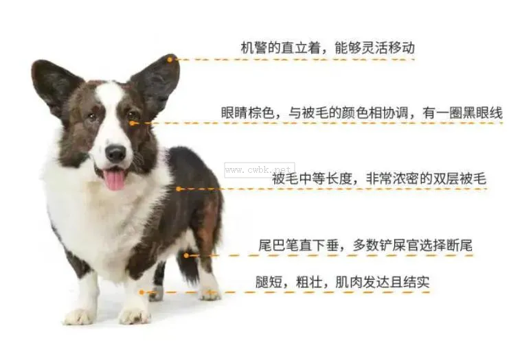 威爾士柯基犬