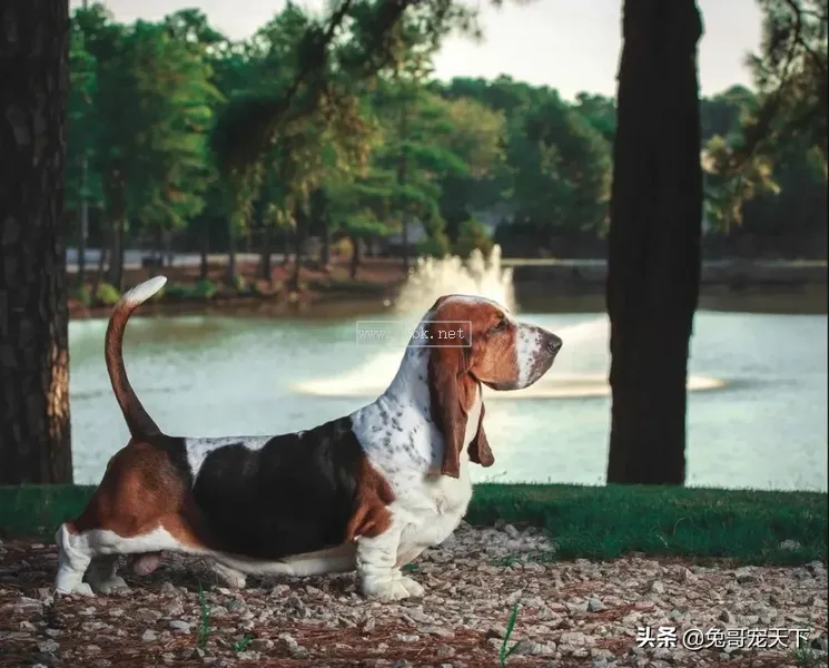 點指名犬——迷人的“大耳朵”，巴塞特獵犬