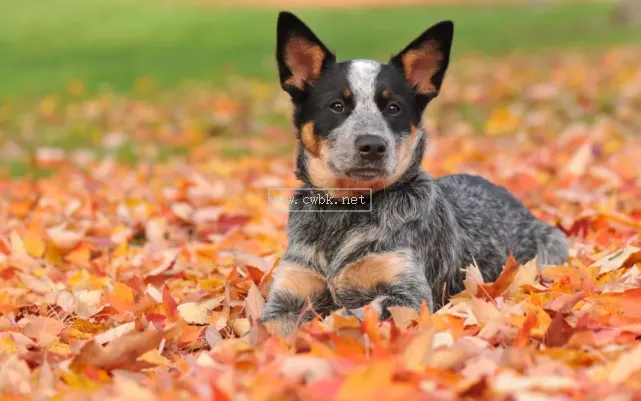 天生的護牛犬——澳大利亞牧牛犬