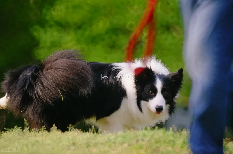 邊境牧羊犬如何，好養(yǎng)嗎？