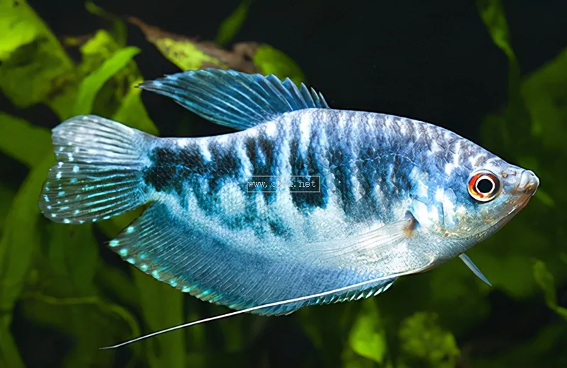 有哪些適合新手飼養的觀賞魚？價格便宜又好養，我已經分享出來了