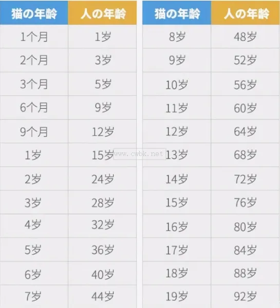 貓咪最新年齡對照表：1歲還等于7歲？早就是過去式了