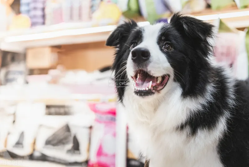 邊境牧羊犬如何，好養(yǎng)嗎？