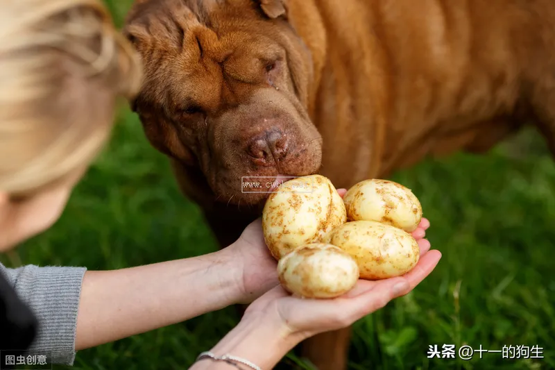 狗可以吃貓糧嗎？貓狗所需營養不一樣，最好不要給