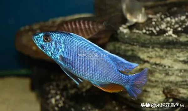 十種好養又漂亮的熱帶魚，有些美到會發光