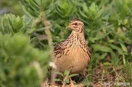 動物 · 鳥類的分類