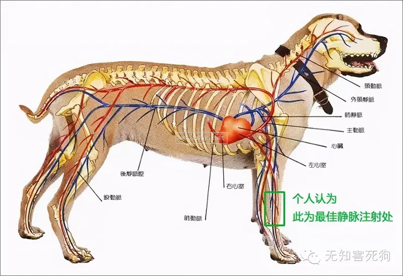 在家自己怎么給小狗狗打針輸液呢？