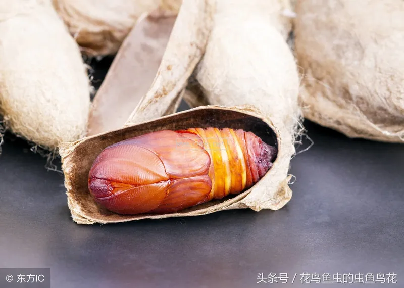 金魚(yú)食物之八葷八素