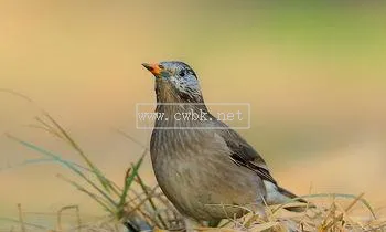 灰椋鳥簡介