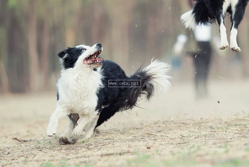 邊境牧羊犬如何，好養(yǎng)嗎？