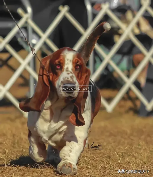 點指名犬——迷人的“大耳朵”，巴塞特獵犬