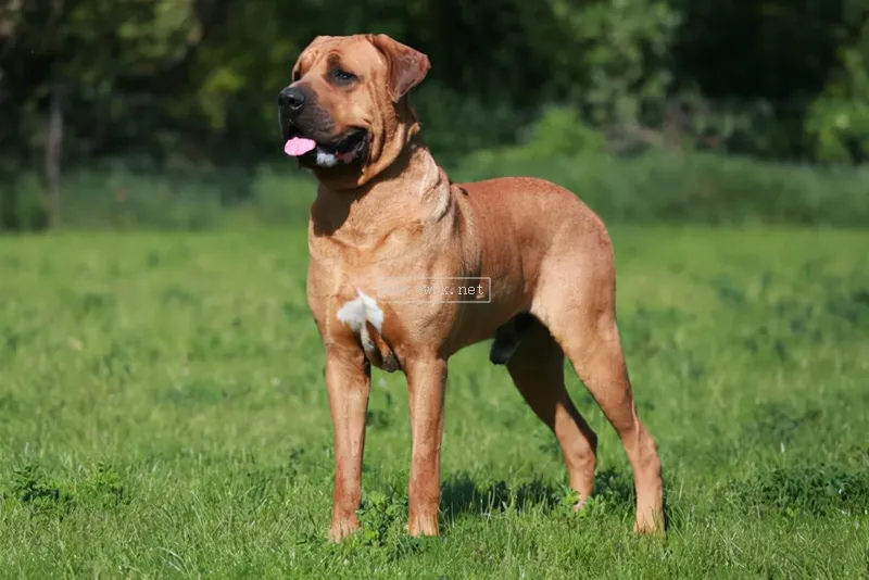 世上最兇猛的十大惡犬，藏獒在里面只能算小弟