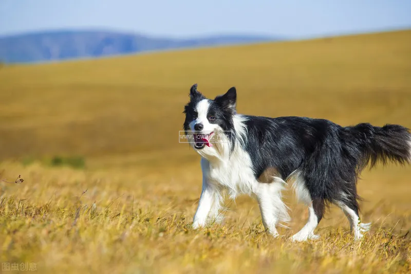 邊境牧羊犬如何，好養(yǎng)嗎？