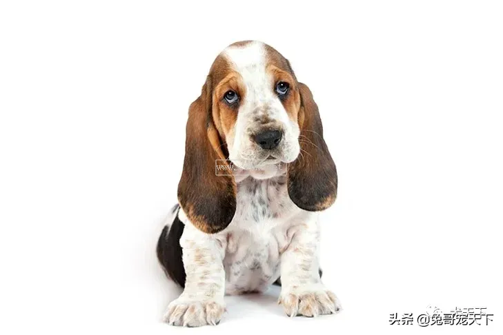 點指名犬——迷人的“大耳朵”，巴塞特獵犬