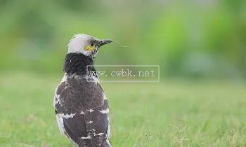 黑領椋鳥飼養方法