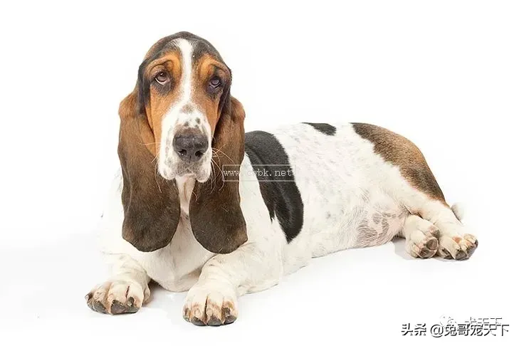 點指名犬——迷人的“大耳朵”，巴塞特獵犬