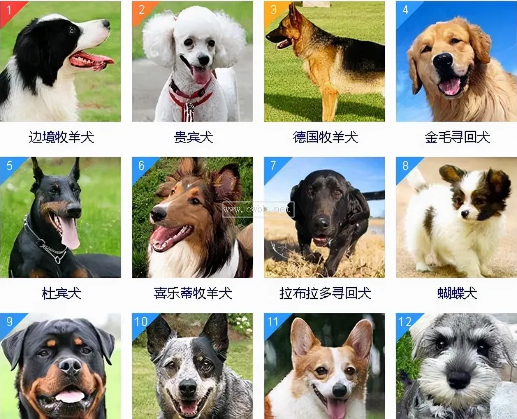 狗狗智商排名前8位，都是聰明的犬種，秒懂主人的意思