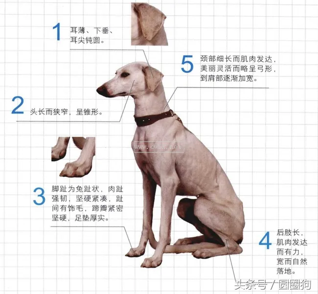 世界名犬——中國(guó)細(xì)犬（狩獵犬）