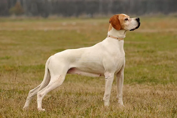 尋根問祖系列（67）：波音達犬（Pointer）