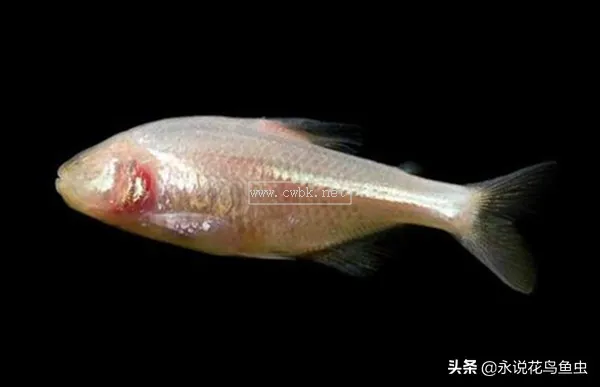 十種好養又漂亮的熱帶魚，有些美到會發光