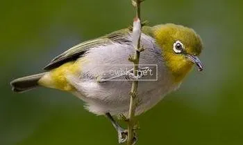 繡眼鳥價格