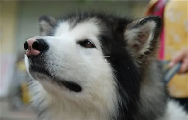 大康動物診所,寵物醫院