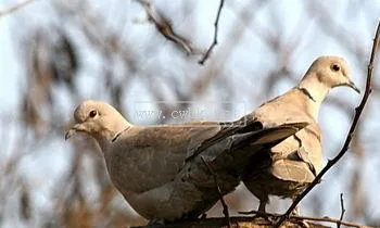 灰斑鳩價格