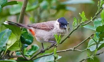 白喉紅臀鵯飼養方法