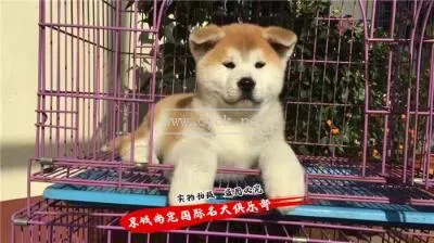 秋田幼犬眼睛什么色