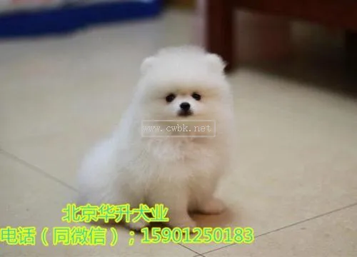 博美犬多少塊錢一只