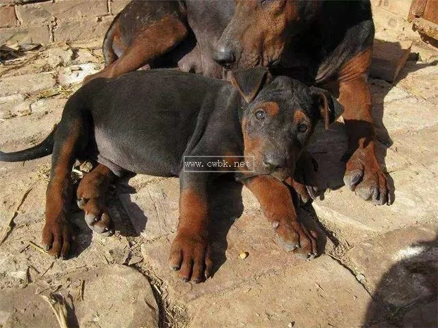 幼犬三聯大概多少錢