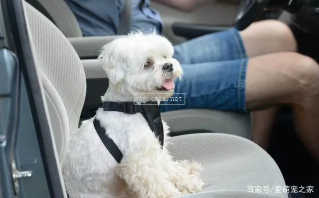 小狗為什么暈車