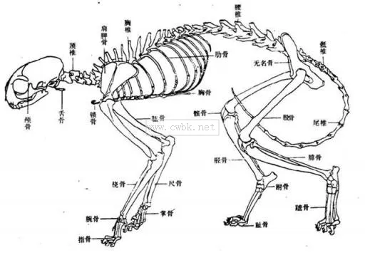 小貓脊椎斷了能自己好嗎