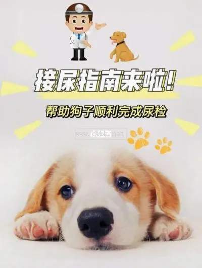 狗狗小便很頻繁一會就尿一點