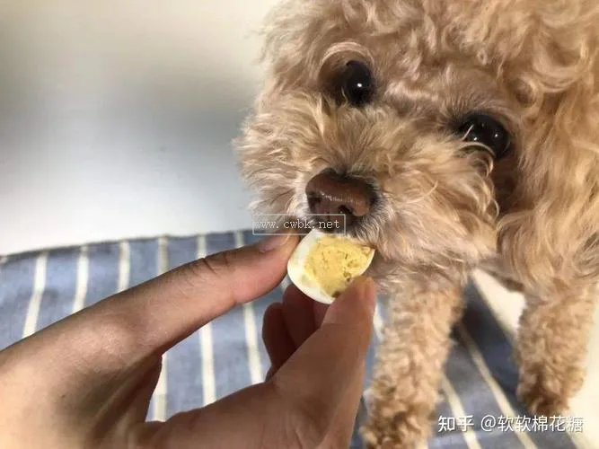 泰迪挑食不吃狗糧怎么辦