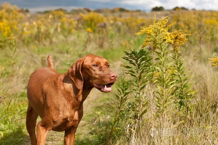 匈牙利維斯拉犬萌寵