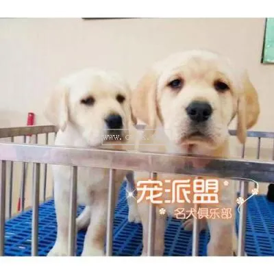 拉布拉多犬的價(jià)格