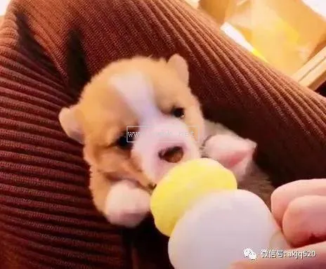 給犬泰迪喝牛奶了怎么辦