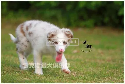 邊境牧羊犬論壇