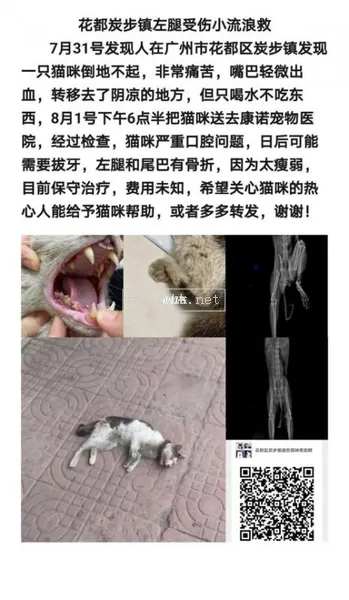 貓咪尾巴骨折了怎么辦