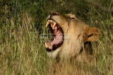 獅子大戰(zhàn)獵豹