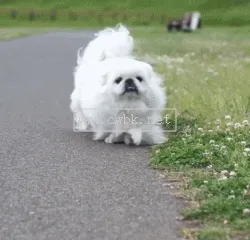 狗狗憨態(tài)圖片