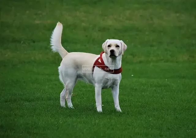 普通拉布拉多犬值多少錢一只